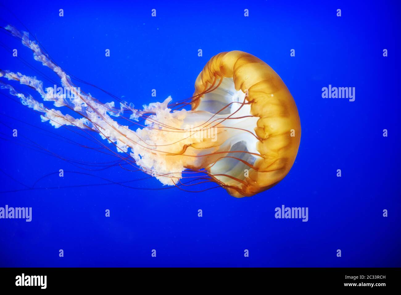 Arancione (Medusa Chrysaora fuscescens o mare pacifico ortica) in blu di acqua oceanica Foto Stock