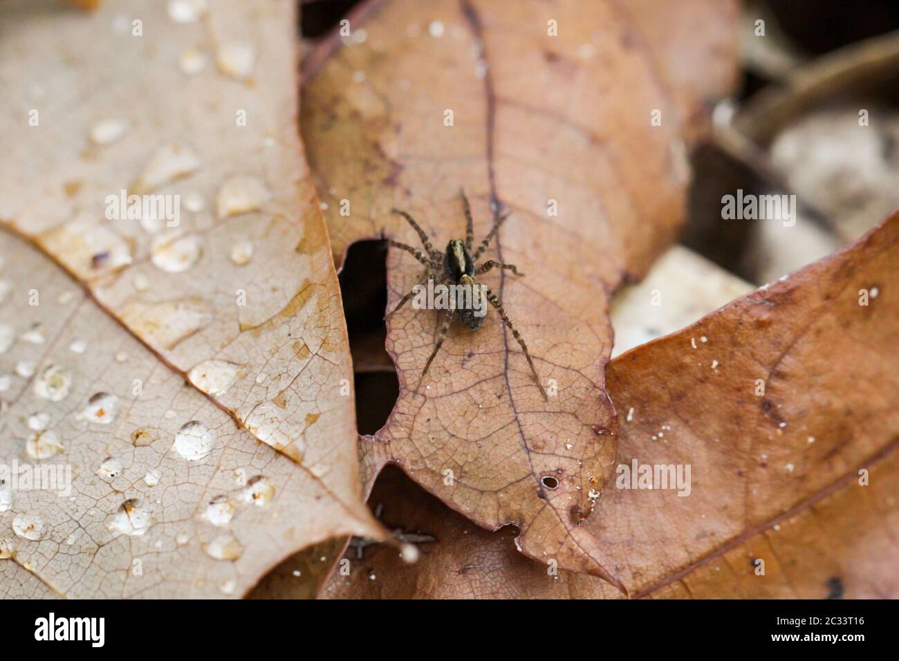 una macro di ragno, di caccia o predatore su una foglia Foto Stock