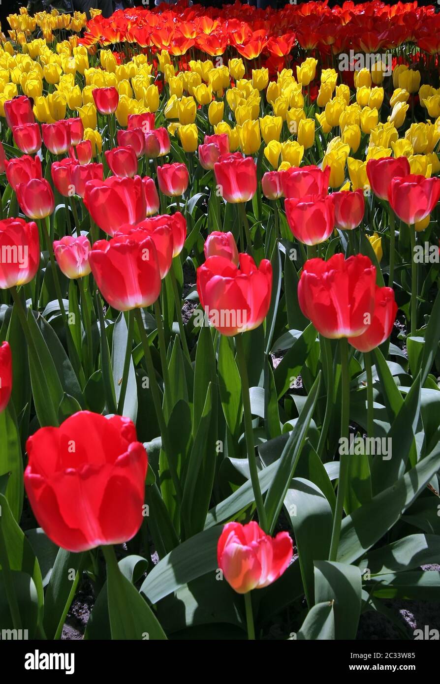 Letto di fiori in giardini Keukenhof Foto Stock