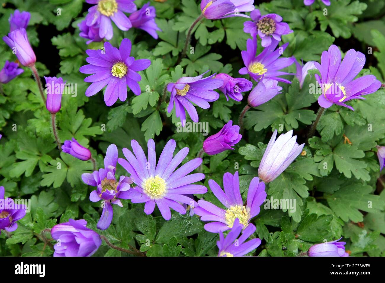 Anemone fiore Foto Stock