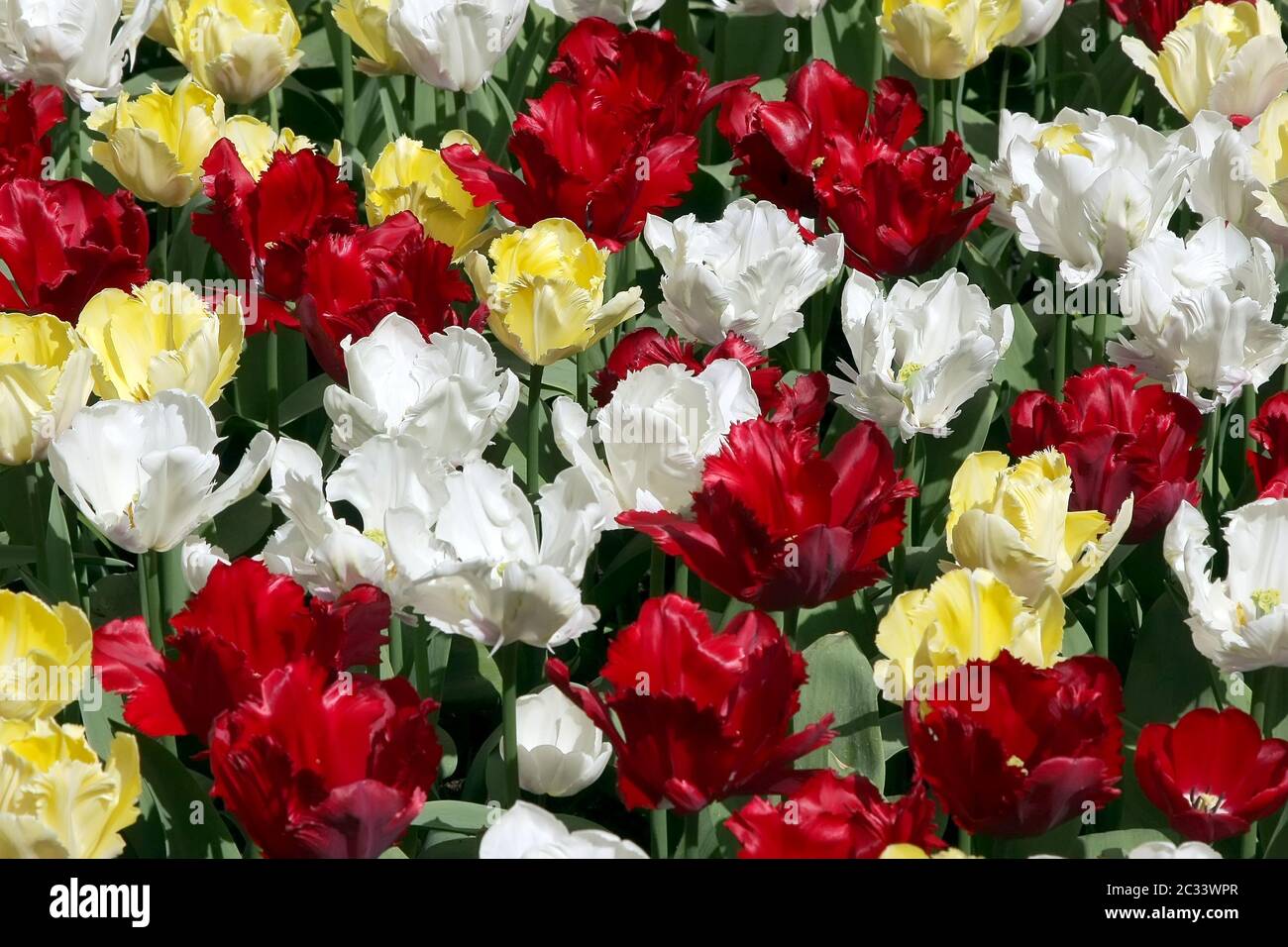 Gli sfondi naturali: i tulipani Foto Stock