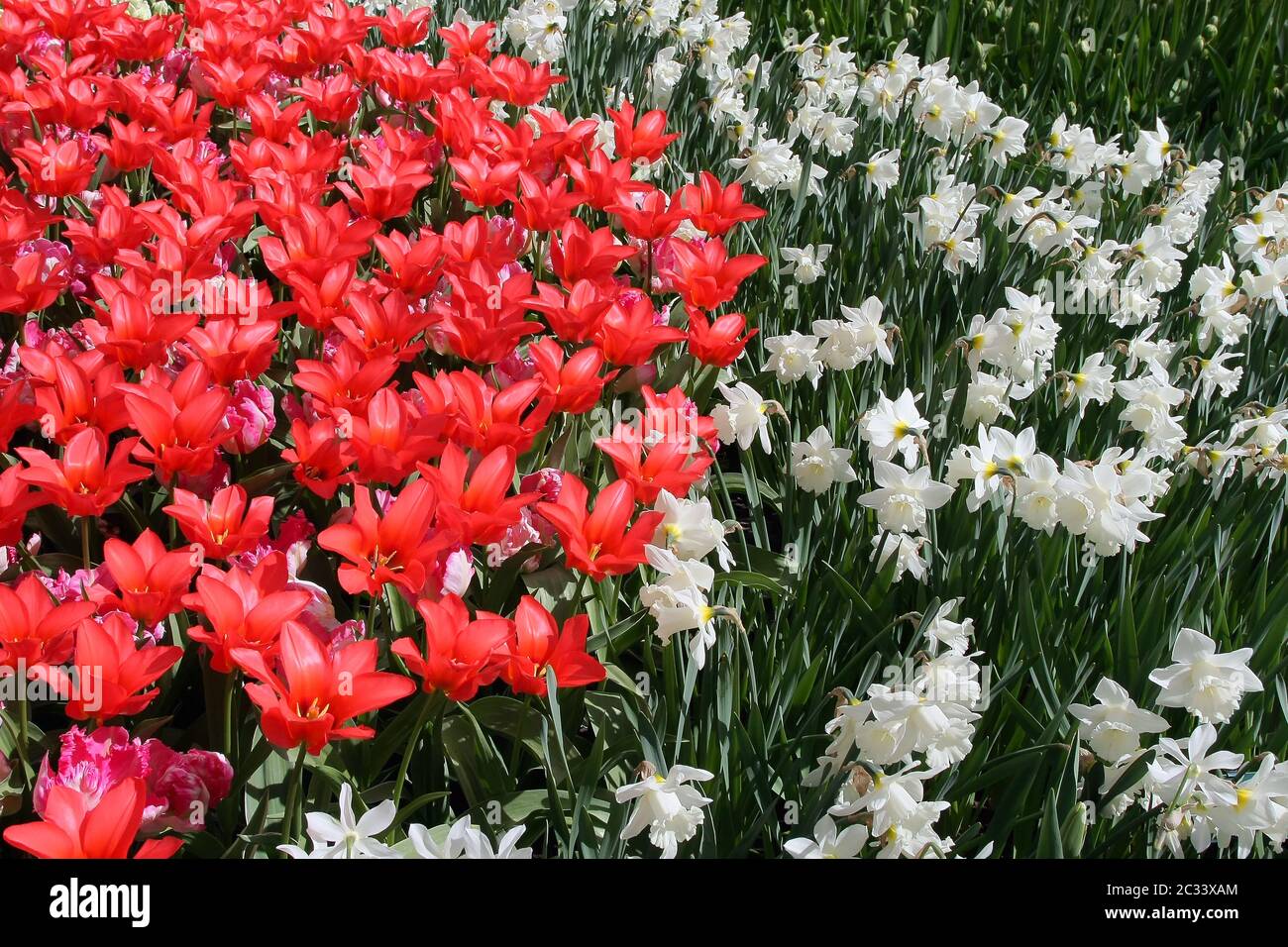 Letto di fiori in giardini Keukenhof Foto Stock