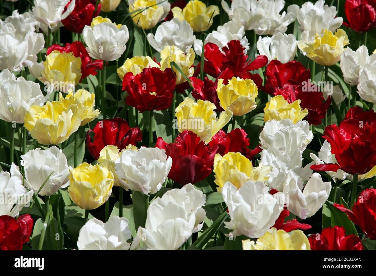 Gli sfondi naturali: i tulipani Foto Stock