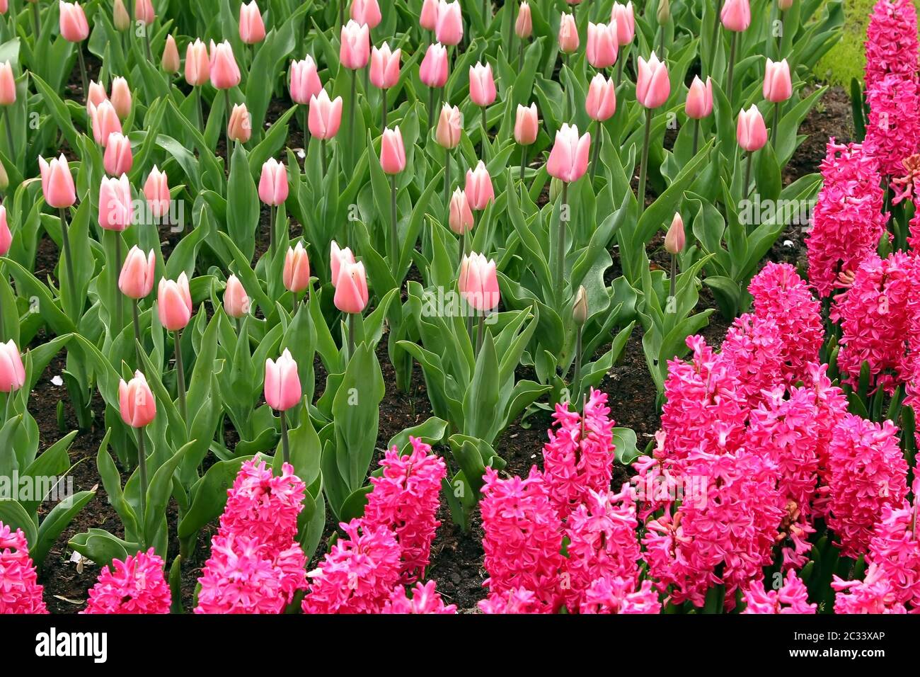 Letto di fiori in giardini Keukenhof Foto Stock