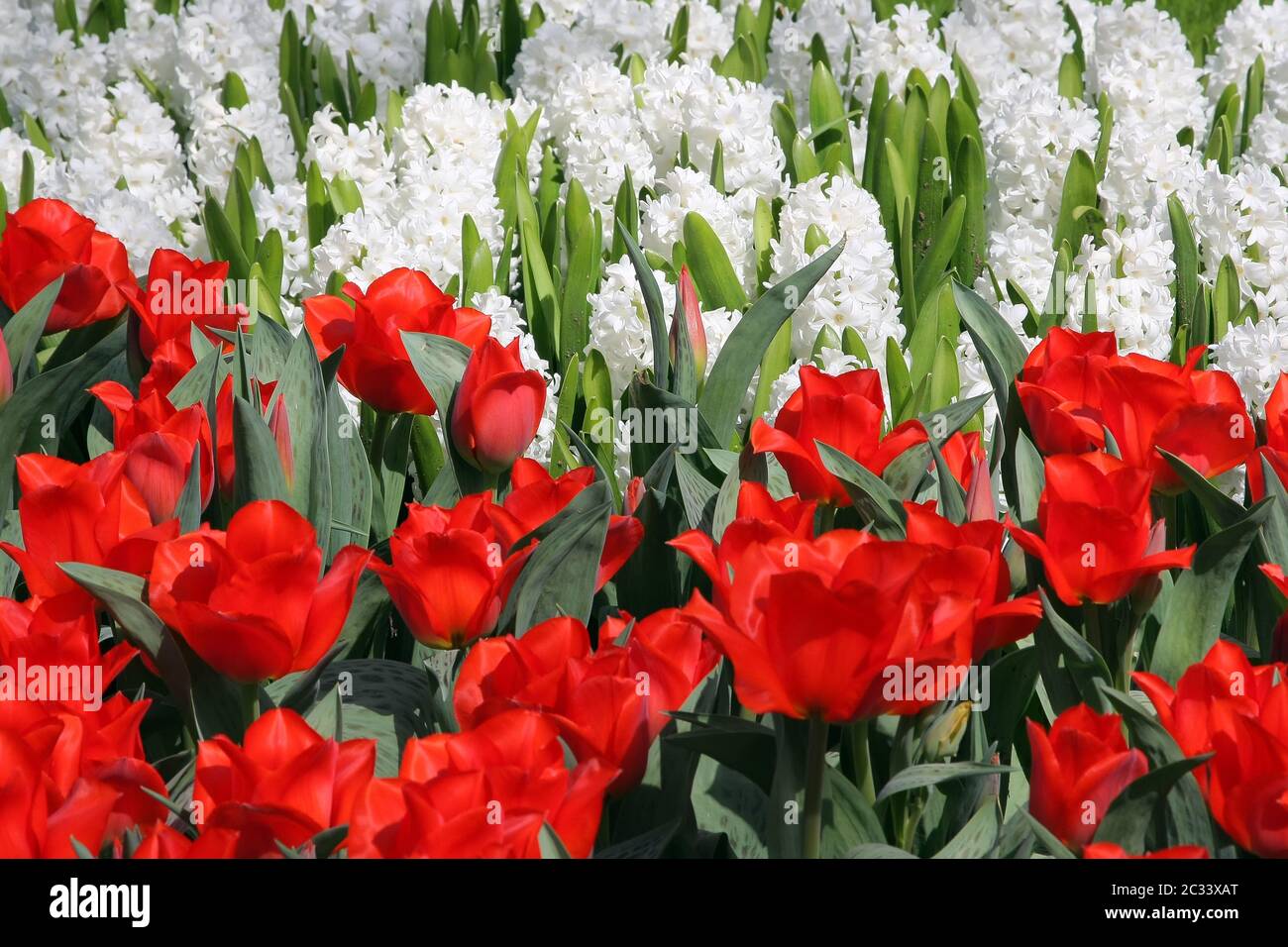 Letto di fiori in giardini Keukenhof Foto Stock