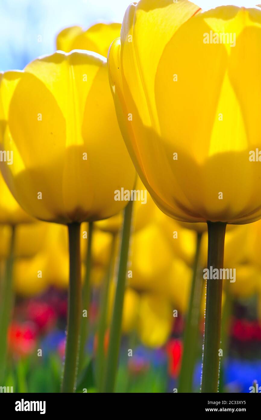 I tulipani Foto Stock