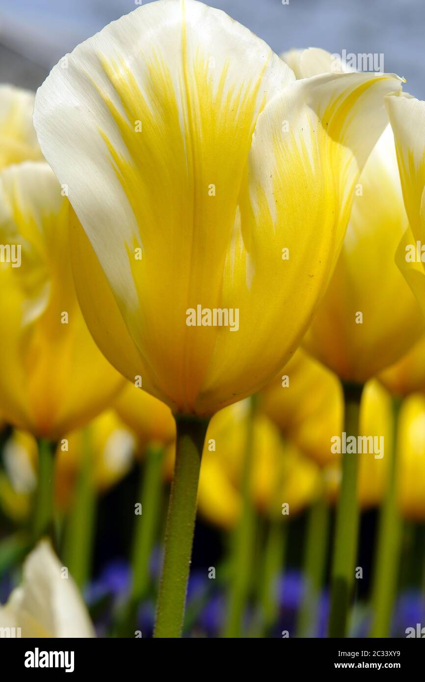 I tulipani Foto Stock