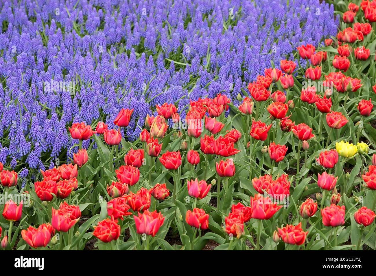 Letto di fiori in giardini Keukenhof Foto Stock