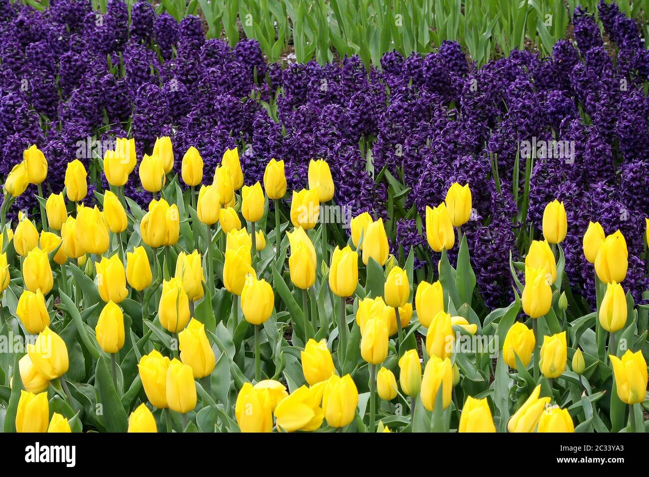 Letto di fiori in giardini Keukenhof Foto Stock