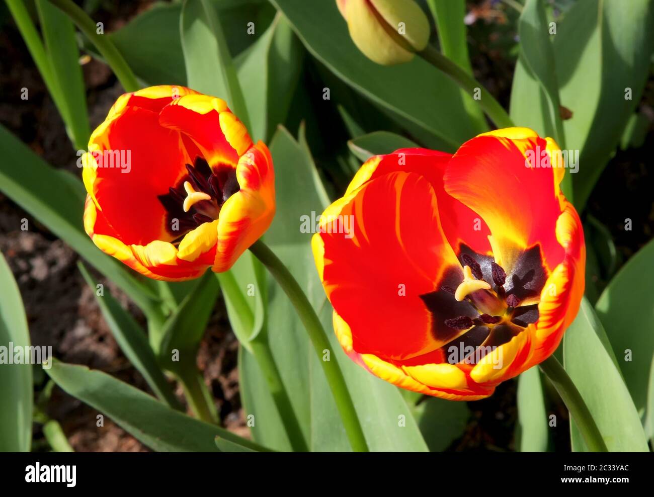 I tulipani Foto Stock