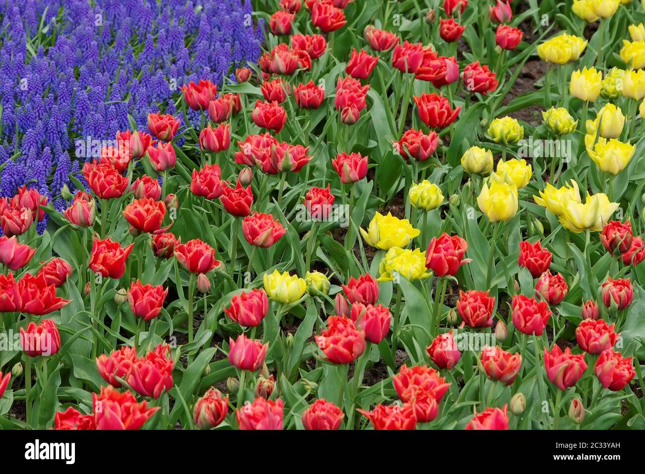 Letto di fiori in giardini Keukenhof Foto Stock