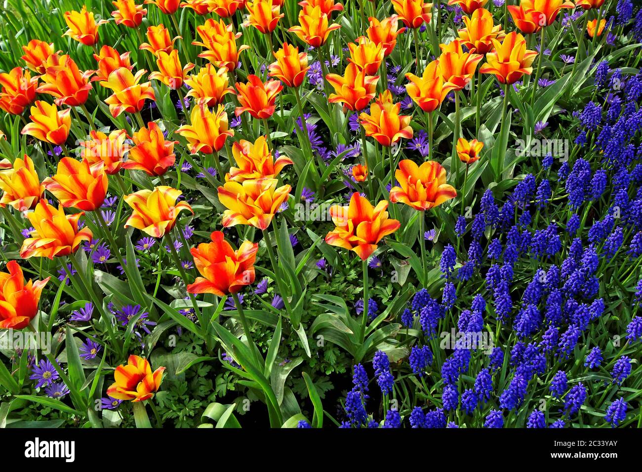 Letto di fiori in giardini Keukenhof Foto Stock