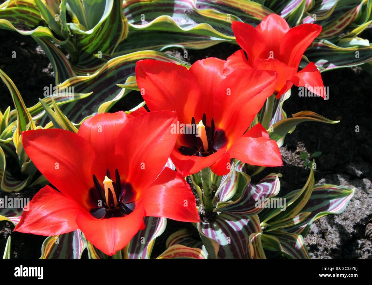 I tulipani Foto Stock