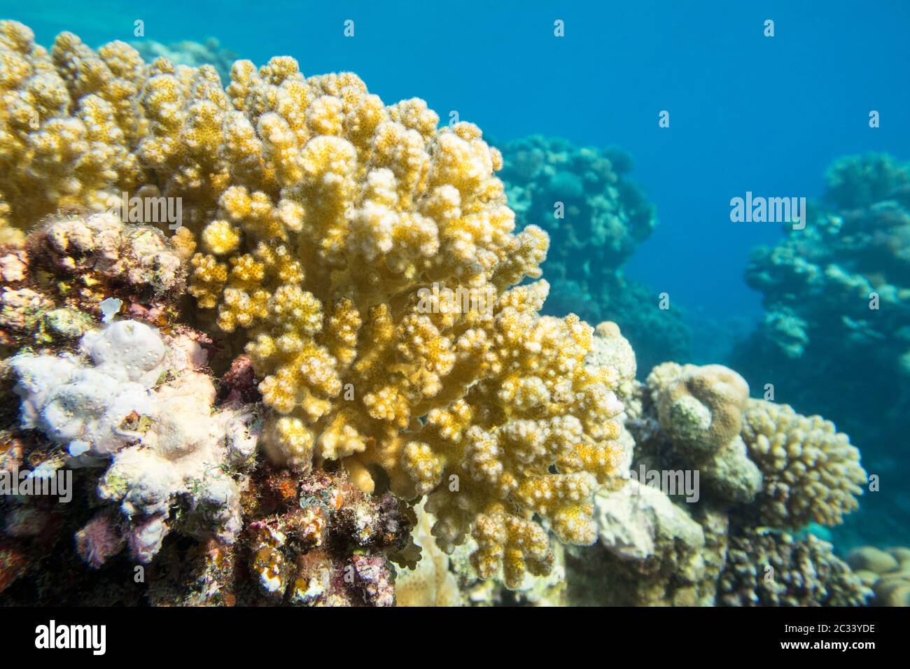 Colorata barriera corallina in fondo al mare tropicale, giallo Cauliflower Coral, paesaggio sottomarino Foto Stock