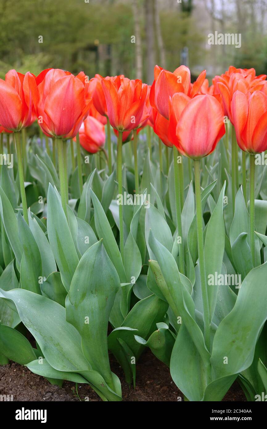 I tulipani Foto Stock