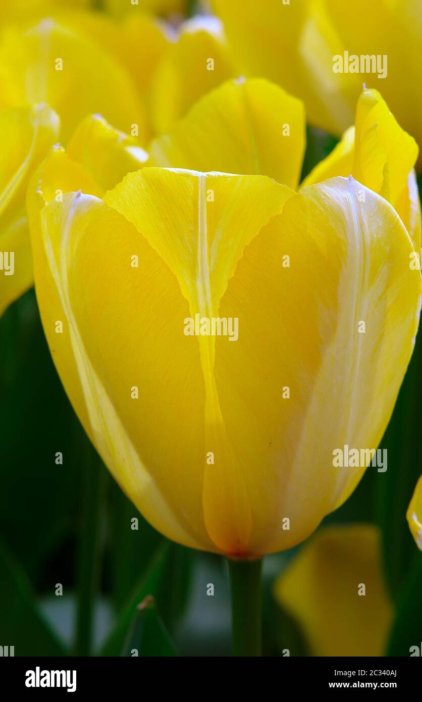 I tulipani Foto Stock