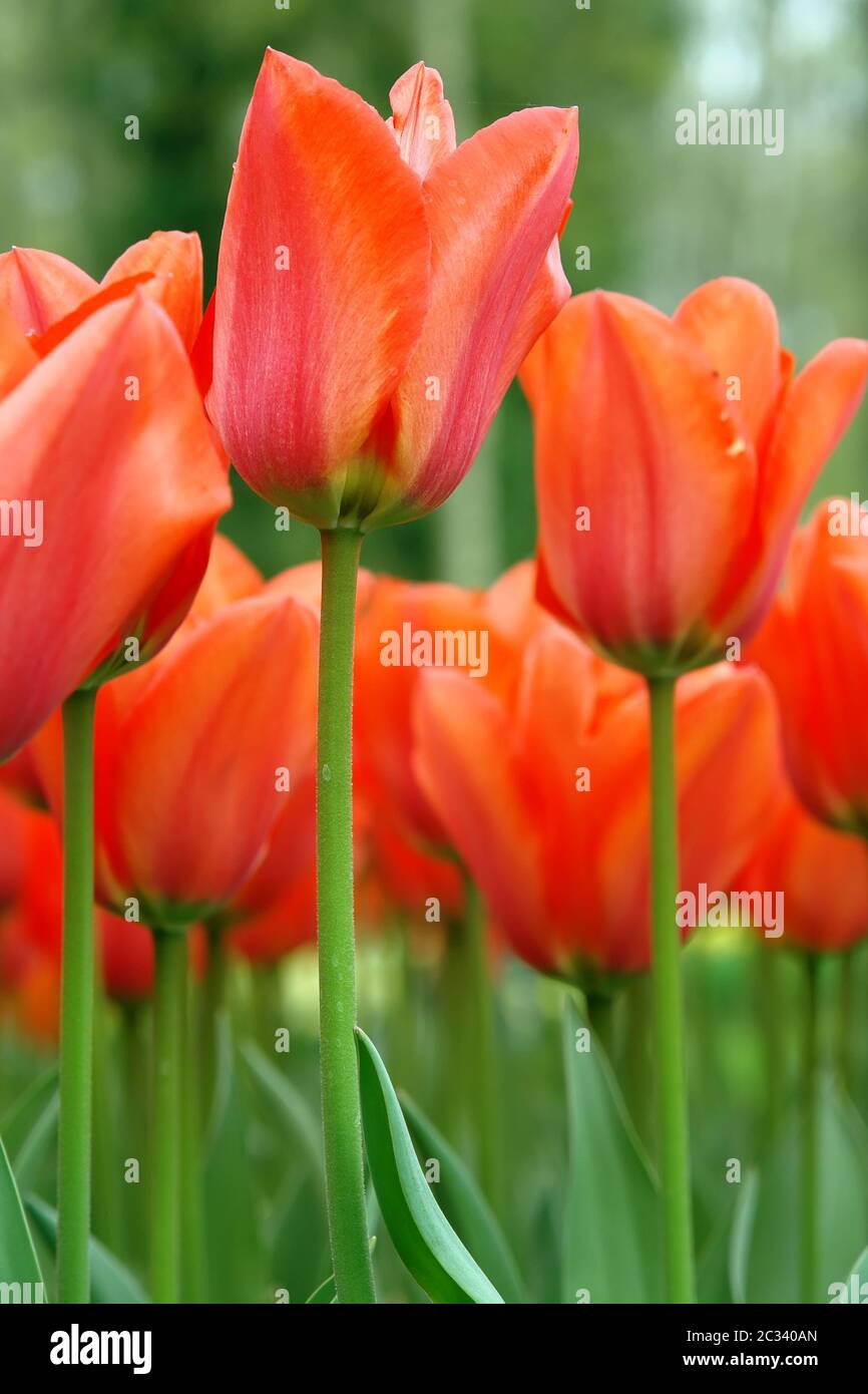 I tulipani Foto Stock