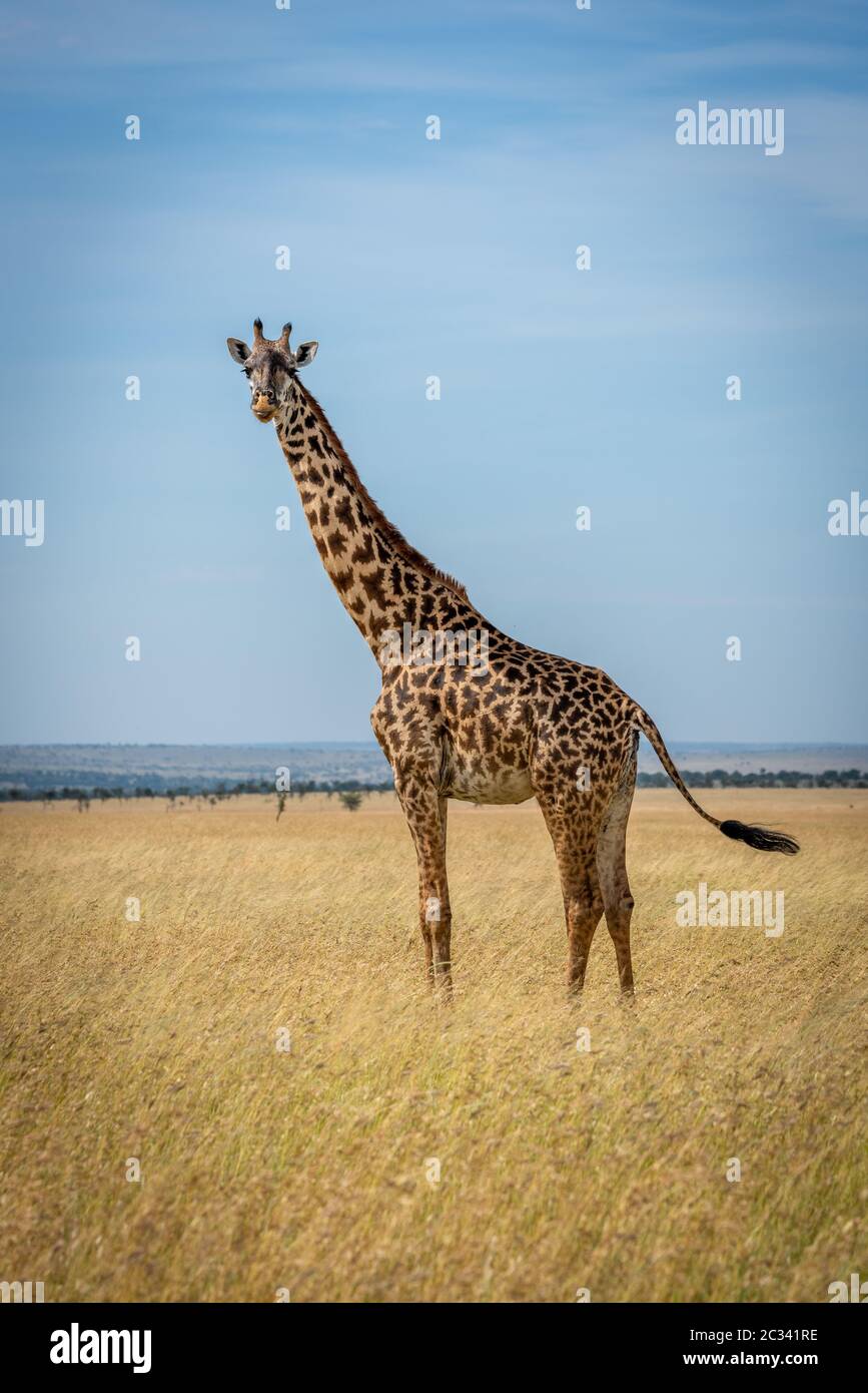 La giraffa Masai si erge nella coda di covata del prassland Foto Stock