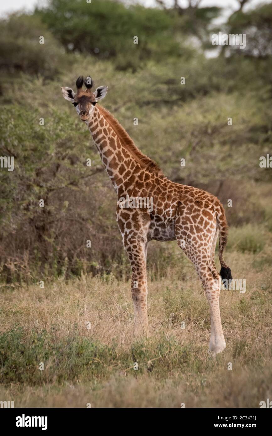 Masai giraffe sorge in erba occhiatura fotocamera Foto Stock