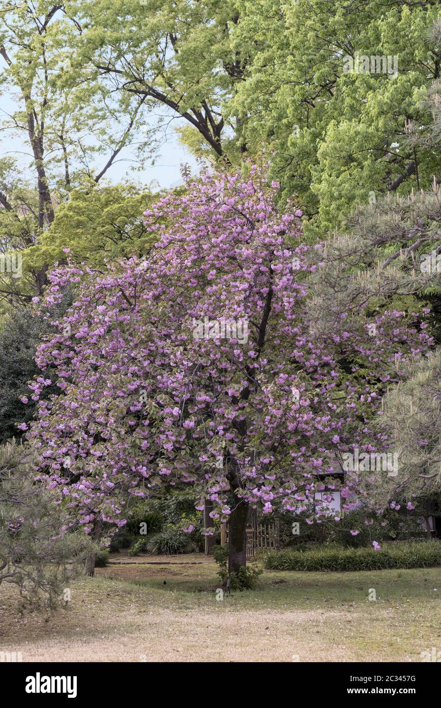 Fiori di ciliegio rosa palline fiori di tipo kazano nel Parco di Rikugien nel distretto di Bunkyo, a nord di T. Foto Stock