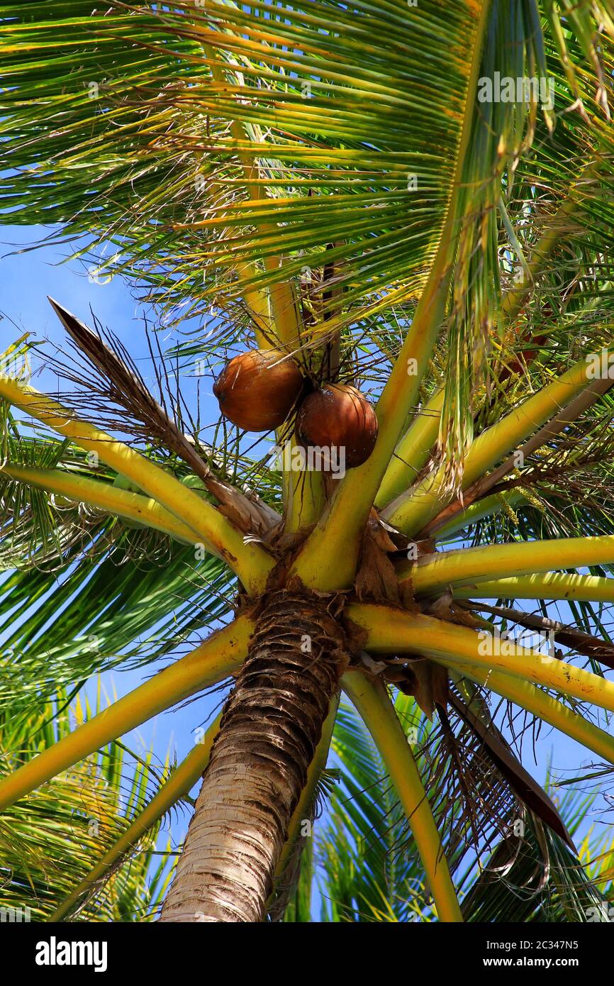 Albero di un coco la vista dal basso Foto Stock