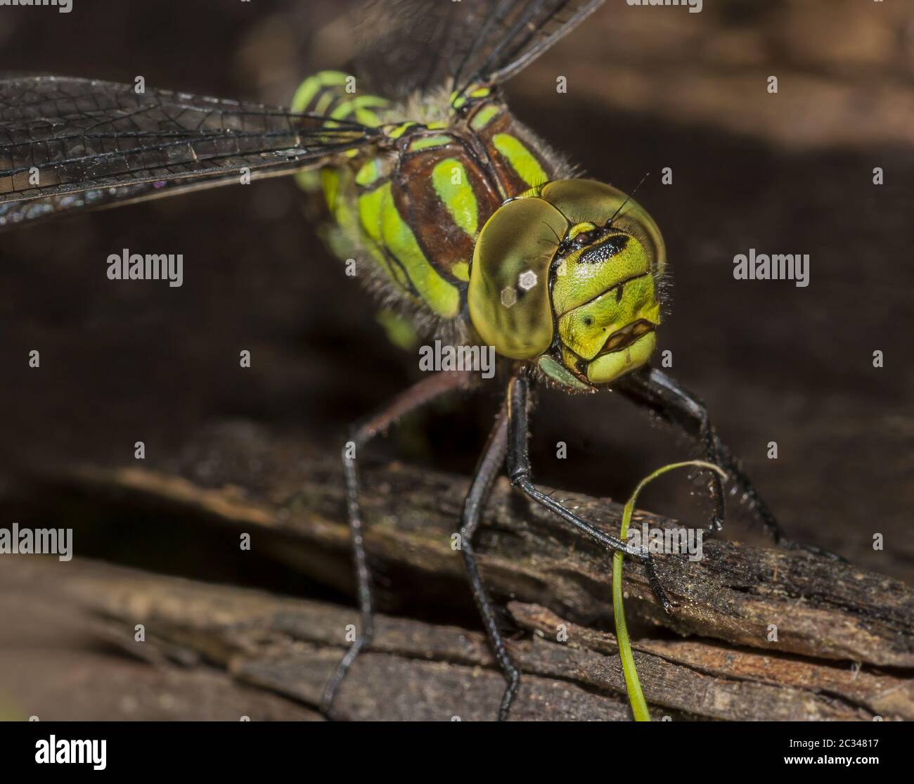 Falco blu "Aeshna cyanea" Foto Stock