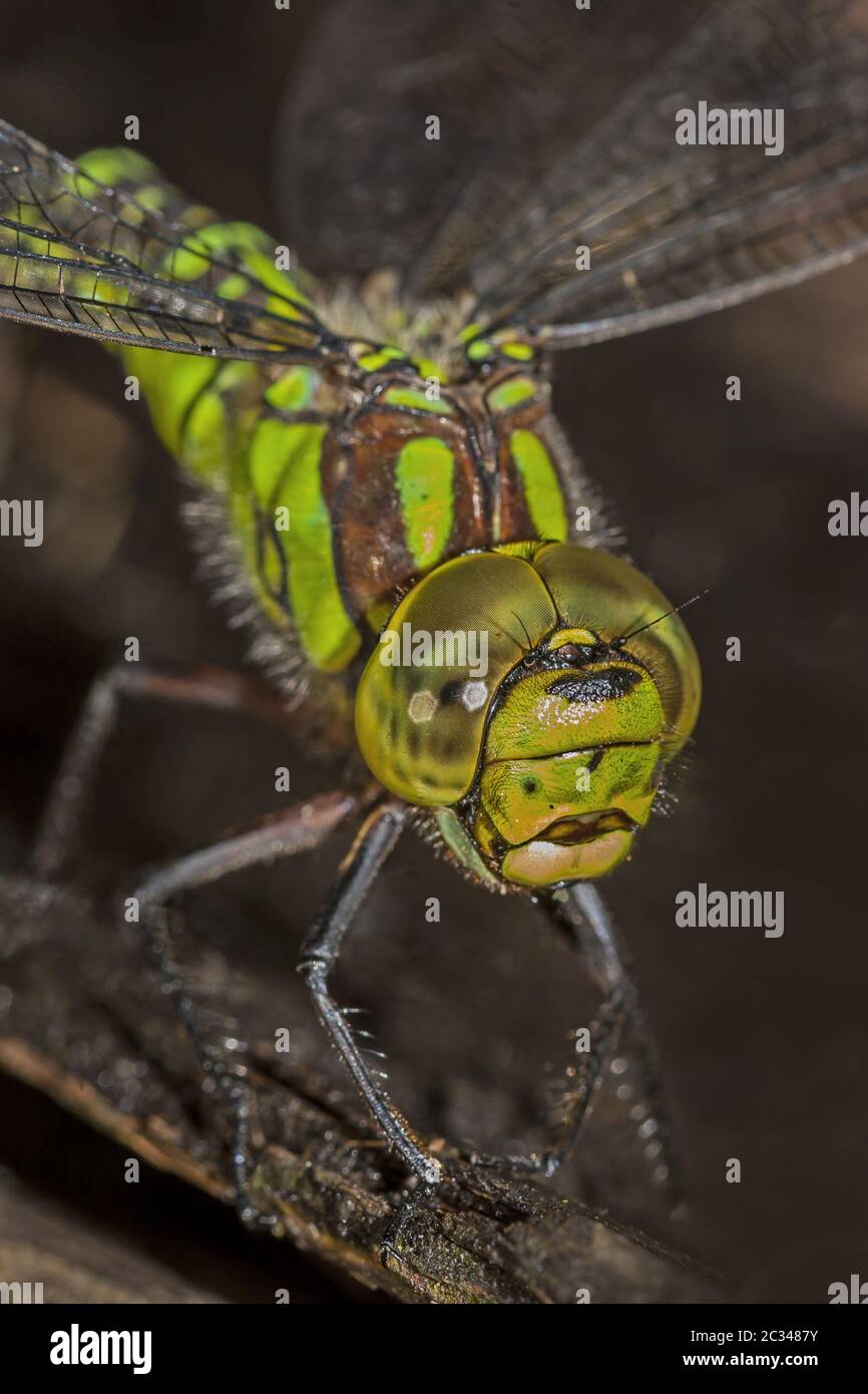 Falco blu "Aeshna cyanea" Foto Stock