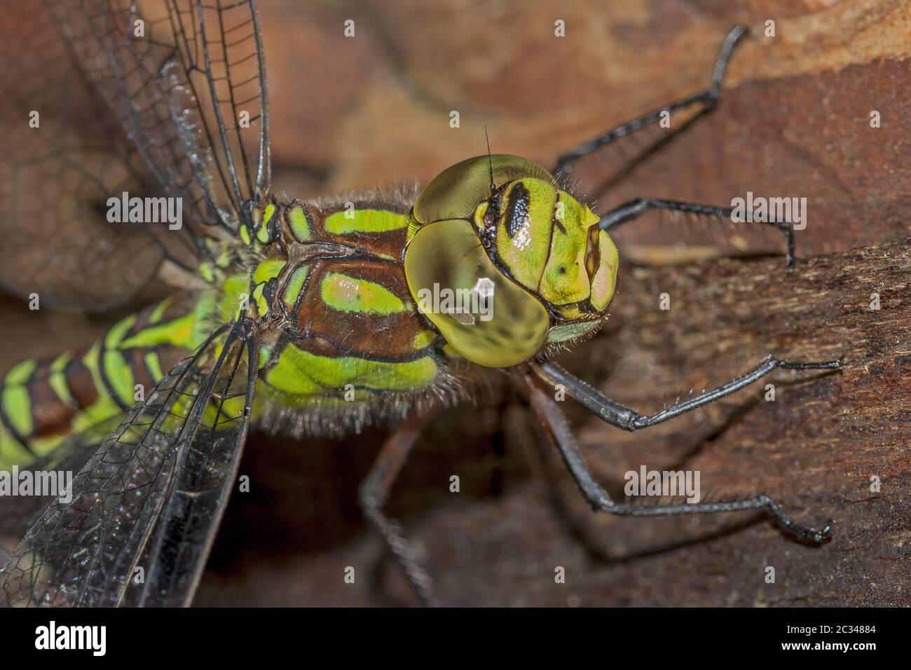 Falco blu "Aeshna cyanea" Foto Stock