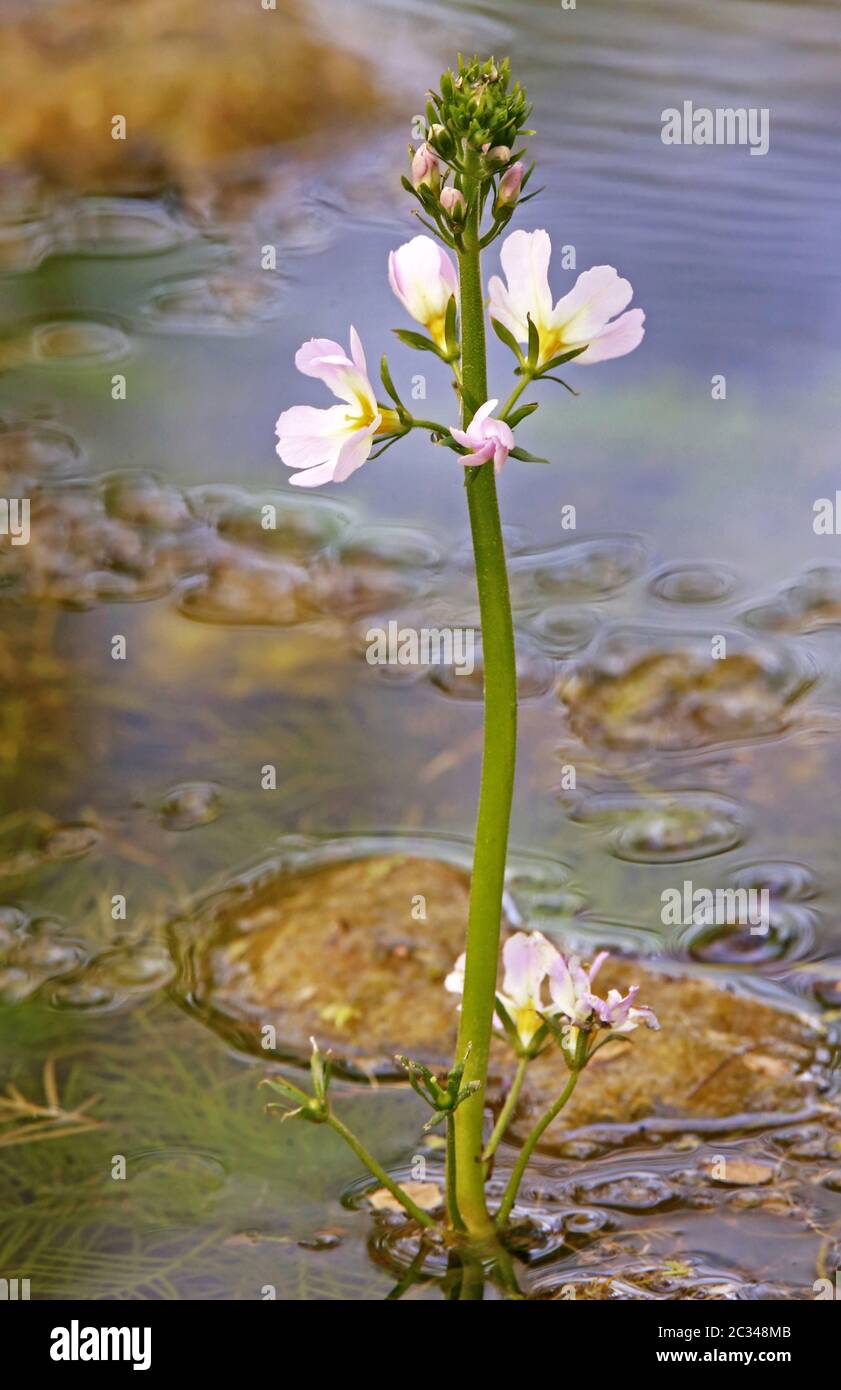 Fioritura acqua sorgente Hottonia palustris Foto Stock