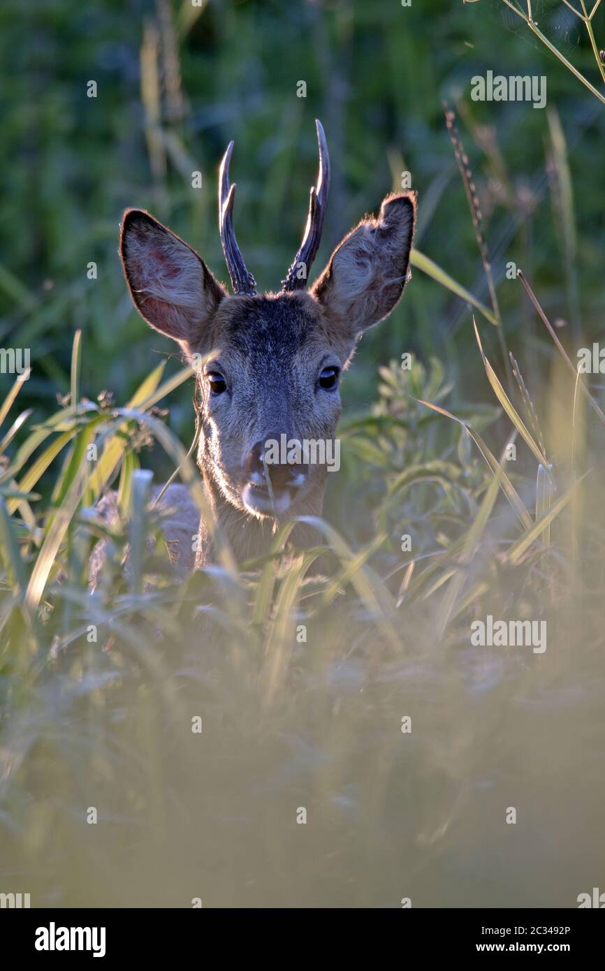 European Roe Deer ritratto di un annuario Foto Stock