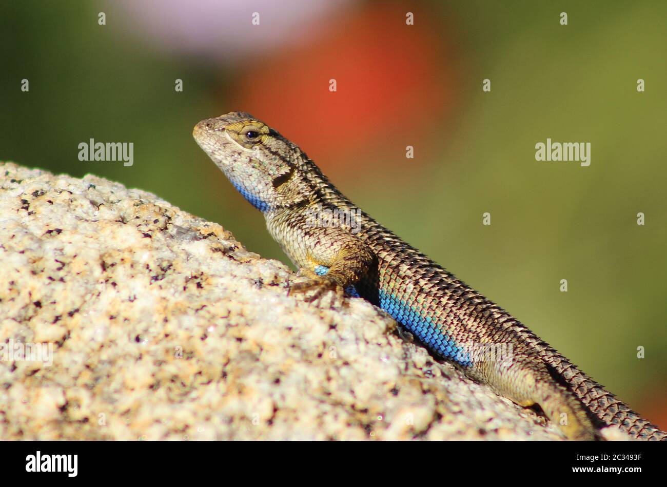 Primo piano di un Western Fence Lizard su una roccia, mostrando il suo ventre blu Foto Stock