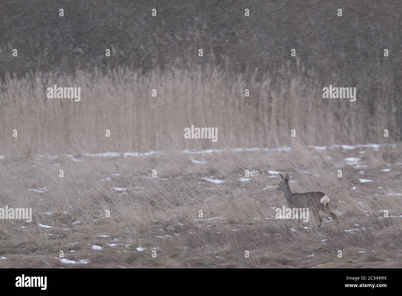 Femmina Roe Deer attraversa in guida neve su un prato paludoso Foto Stock