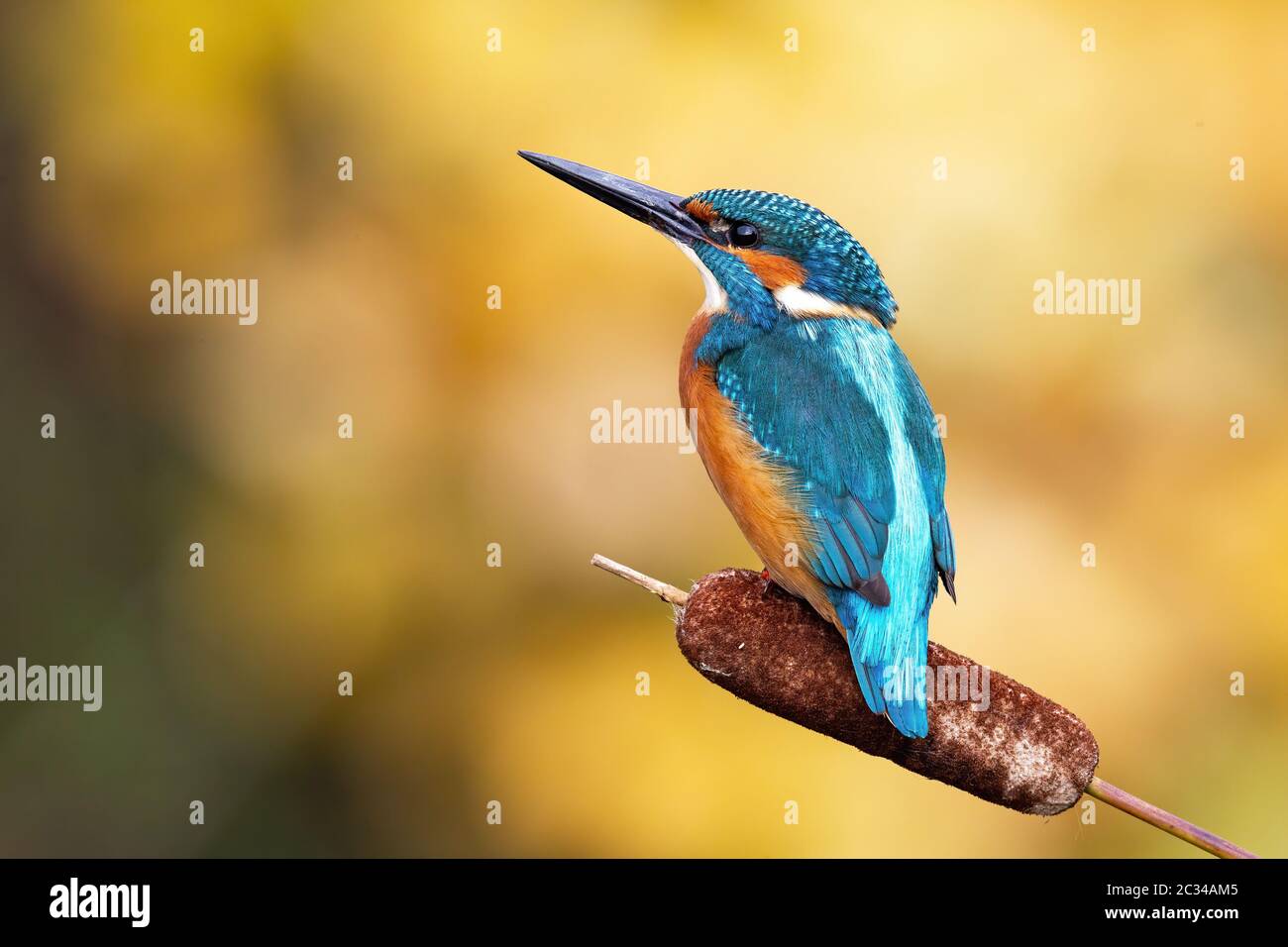 Interessato comune di Martin pescatore, alcedo atthis, arroccato nella natura dalla vista posteriore. Attraente uccello maschio con piumaggio blu brillante guardando lateralmente in sprin Foto Stock