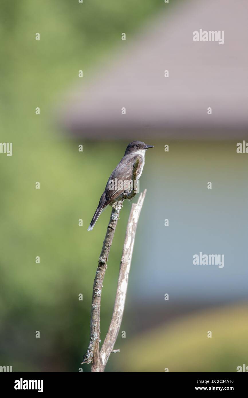 Un Kingbird orientale (tirannus tirannus) arroccato su un ceppo di legno in una proprietà rurale. Foto Stock