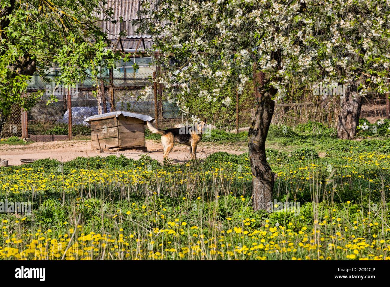 cane seduto su una catena metallica vicino ad una cabina di legno e custodendo il territorio del pastore, il cane si alza e studia il territorio Foto Stock