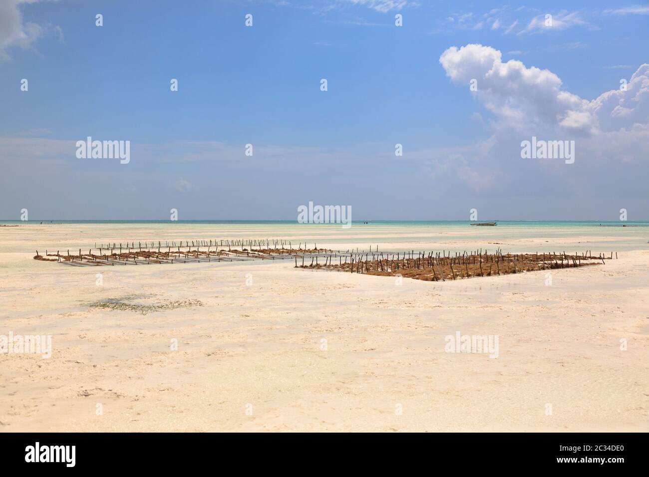 La coltura di alghe marine sulla spiaggia, Zanzibar, Tanzania. Africa panorama. Oceano Indiano scenario Foto Stock