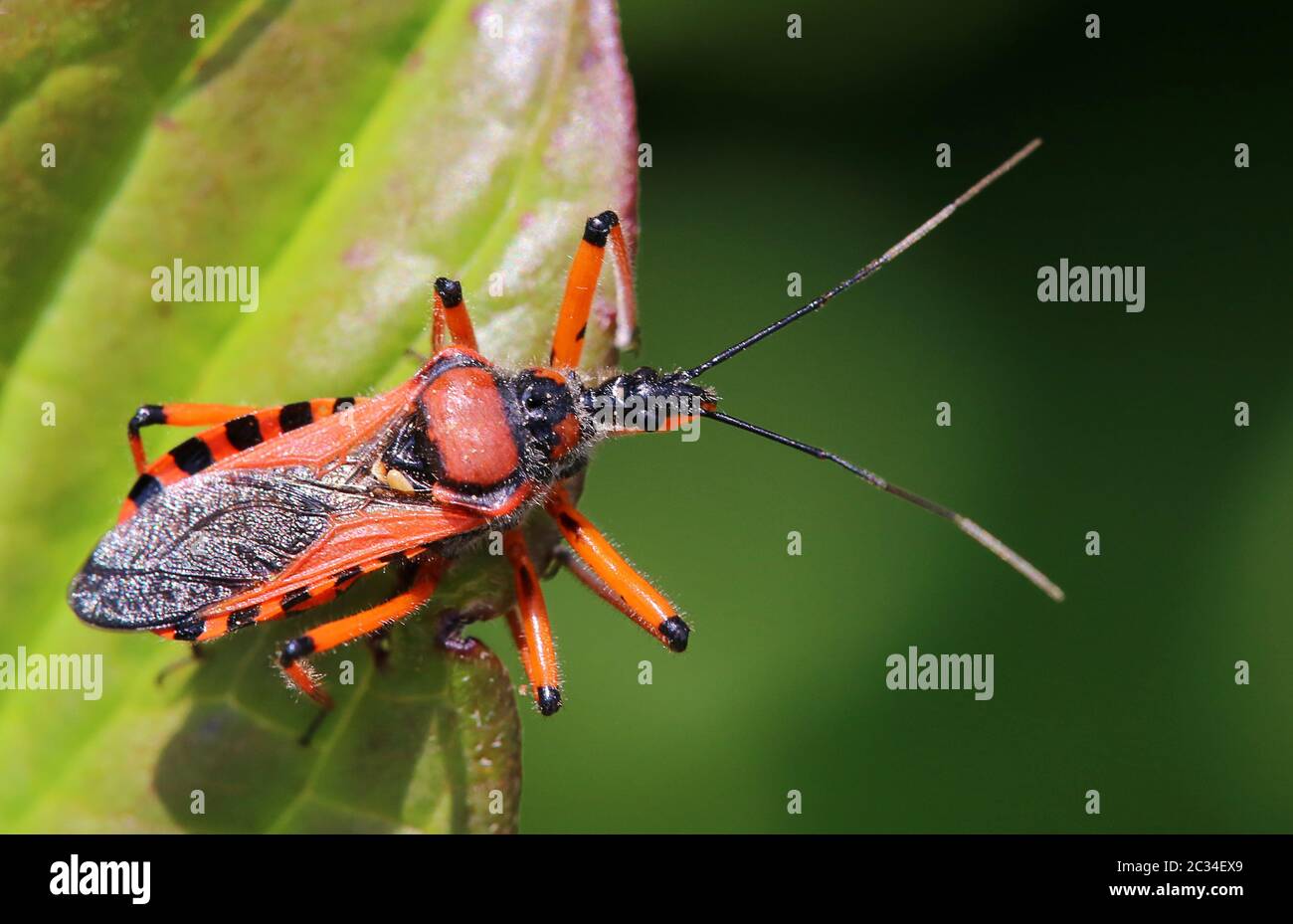 Macro Red omicidio bug Rhynocoris iracundus Foto Stock