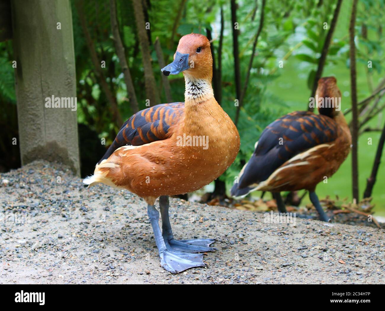Fulvous fischio anatra dendrocigna bicolore fischio-anatra albero anatre Foto Stock