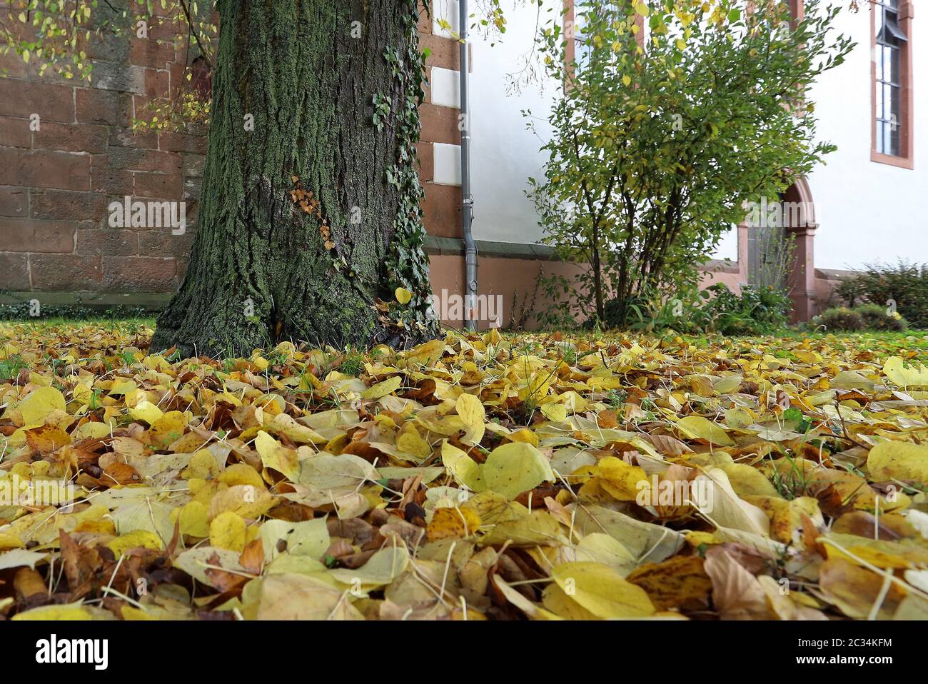Foglie di autunno Foto Stock