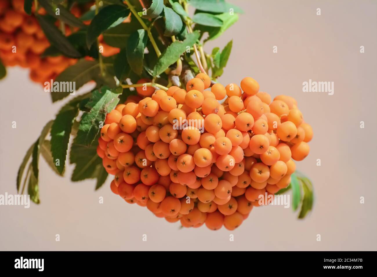 rowan europeo o frutti di ceneri di montagna Foto Stock