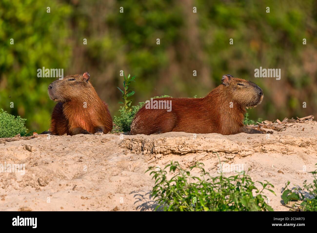 Capybara oder Wasserschwein (Hydrochoerus hydrochaeris), Pantanal, Mato Grosso, Brasilien Foto Stock