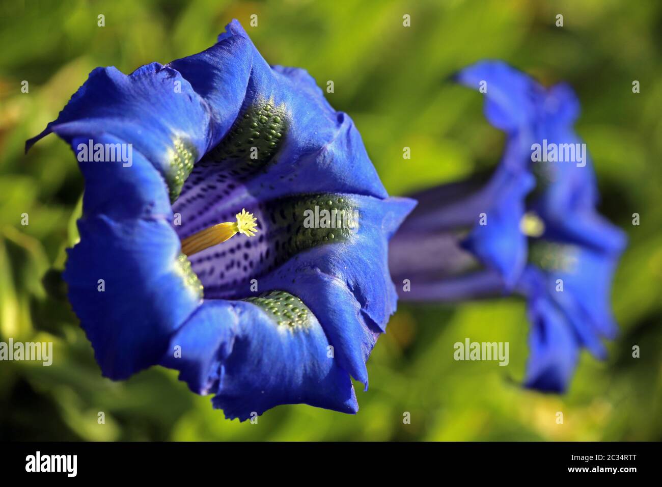 Blu genziana acaulis come fiore macro Foto Stock