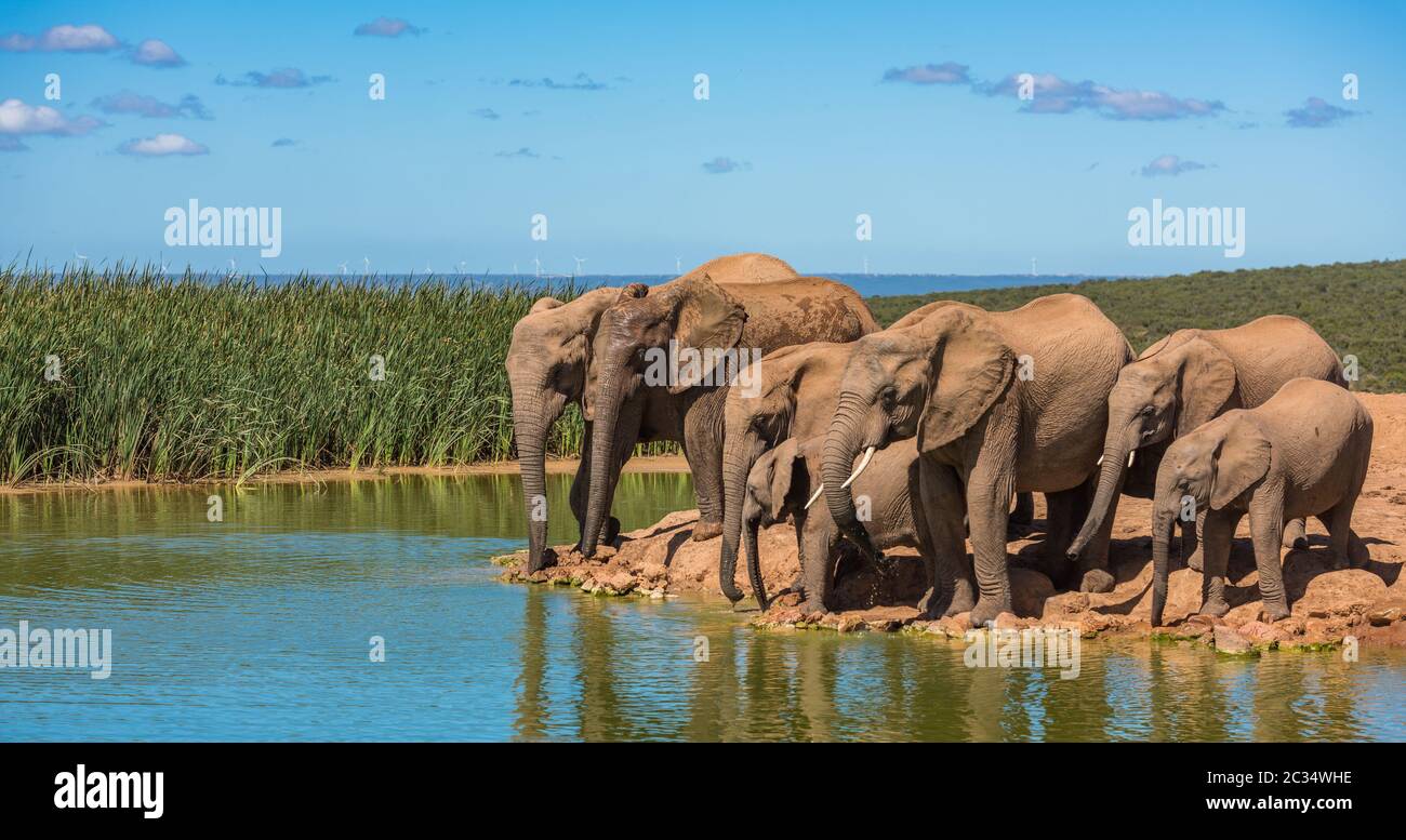 Mandria di elefanti al buco d'acqua, Sudafrica Foto Stock