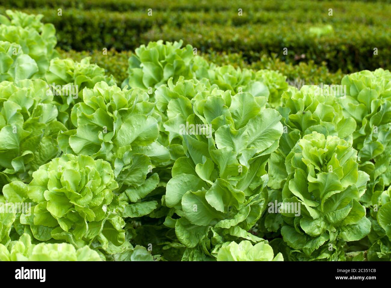 Campo di verde lattuga Frisee crescente in righe Foto Stock