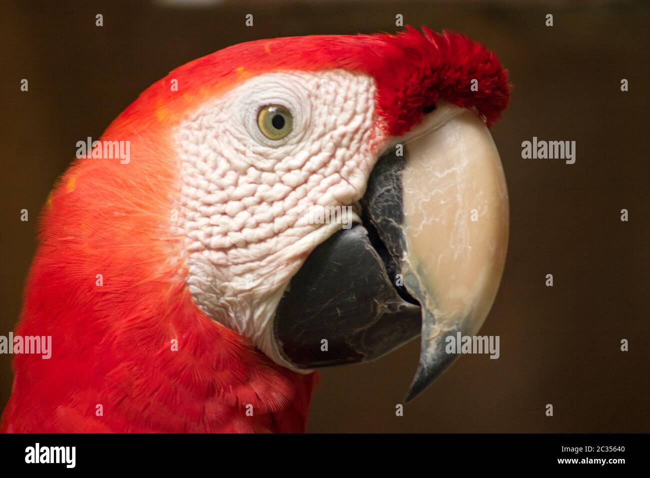 Pappagallo rosso Foto Stock