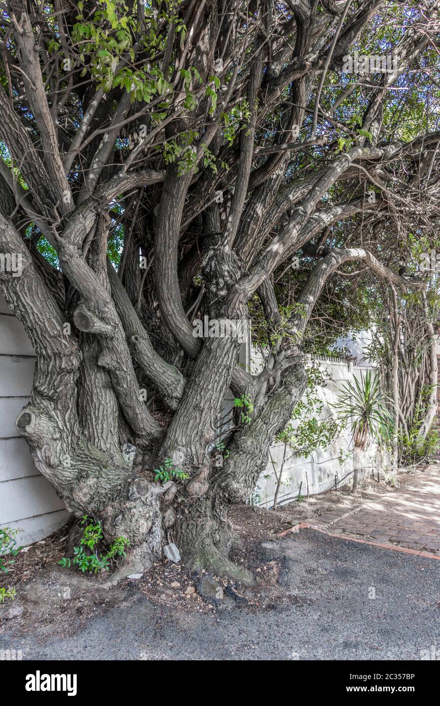 Grande unica africana e multi-albero con gambo a Cape Town, Sud Africa. Foto Stock