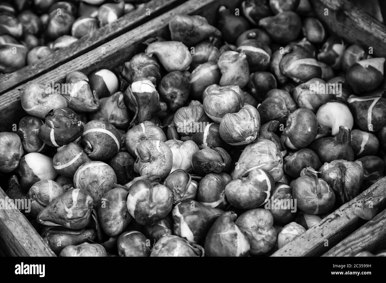 Lampadine in un mercato, dettaglio di piante e sementi Foto Stock