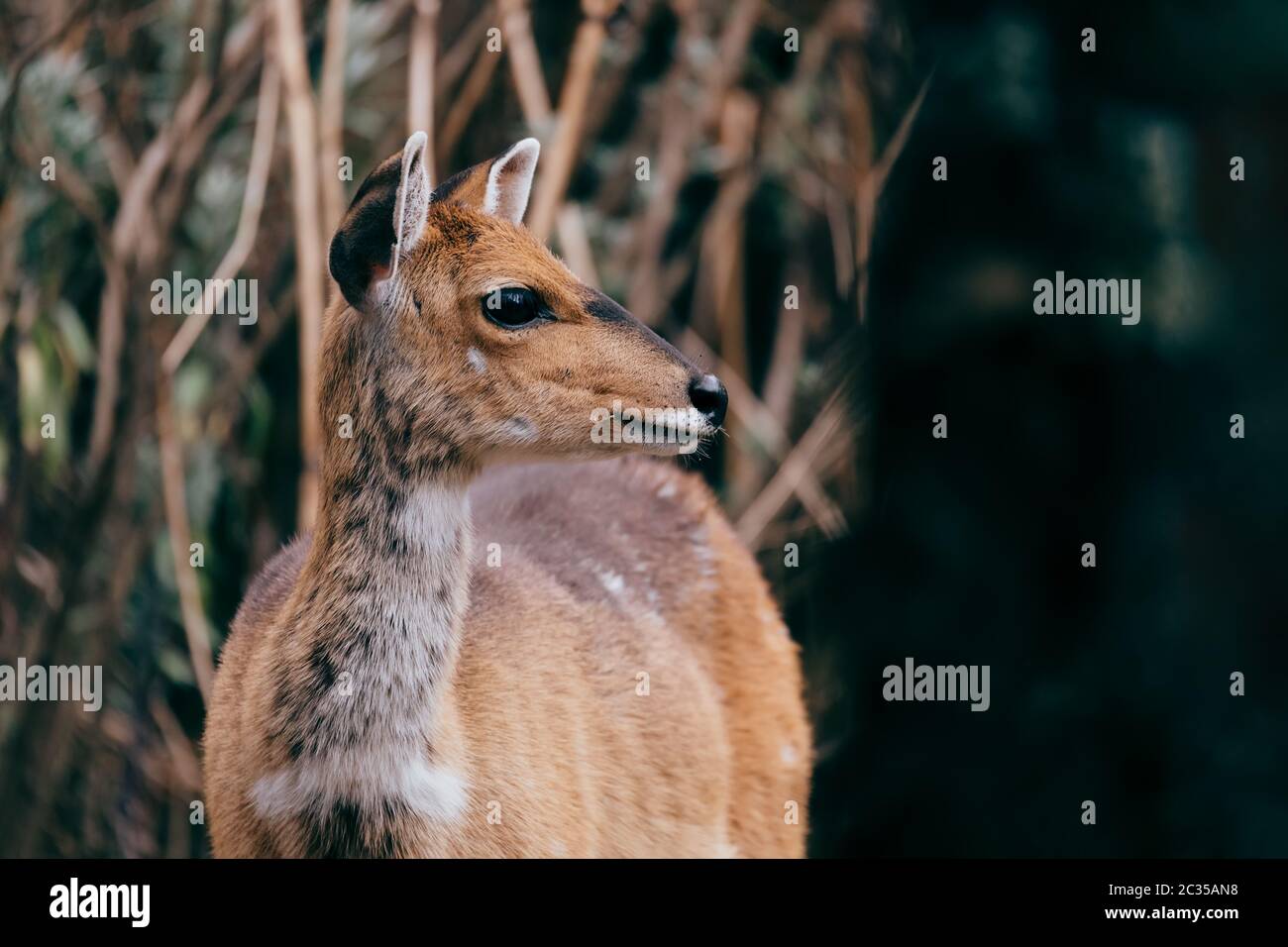 Femmina della rara Menelik bushbuck, Tragelaphus scriptus meneliki, Simien Mountains, Etiopia, Africa deserto Foto Stock