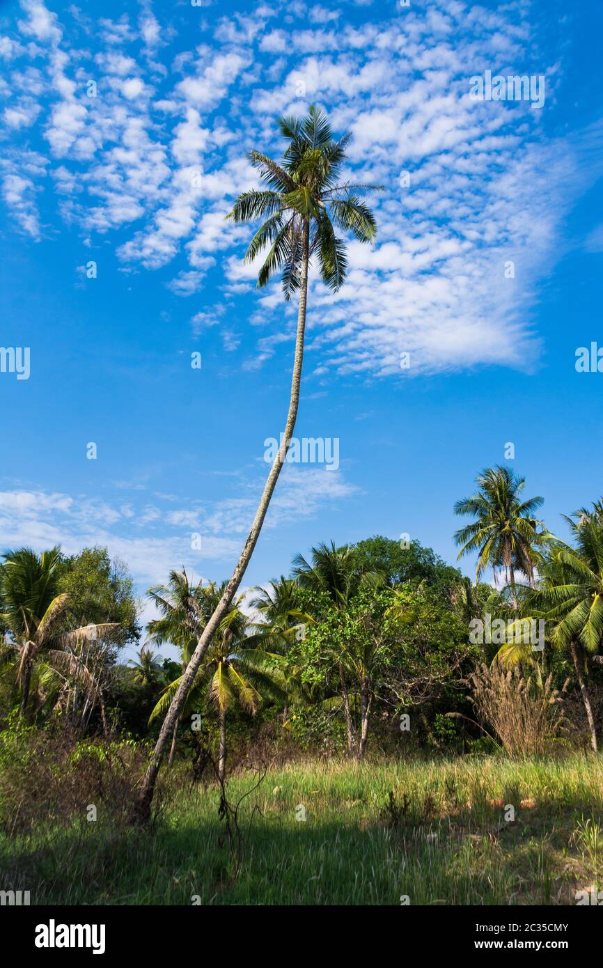 Un albero di cocco si erge molto alto nei campi del Vietnam con nuvole sisperate in un cielo blu Foto Stock