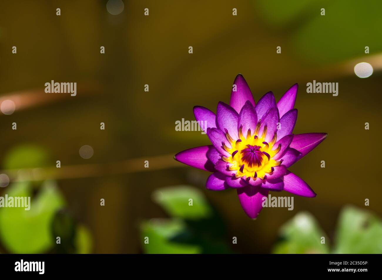 Fiore viola di loto completamente aperto con effetto bokeh sullo sfondo Foto Stock